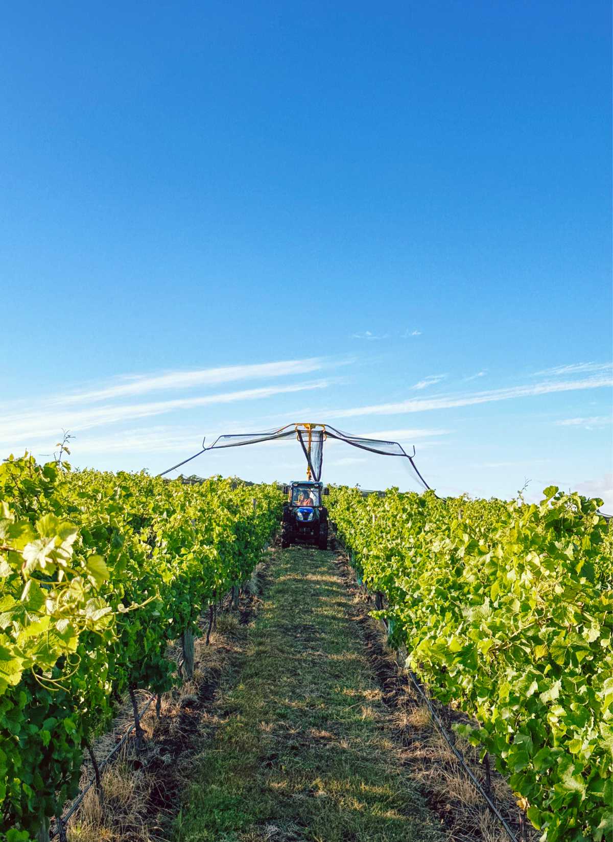 Vineyard Management for Tasmanian Growers Cover Image