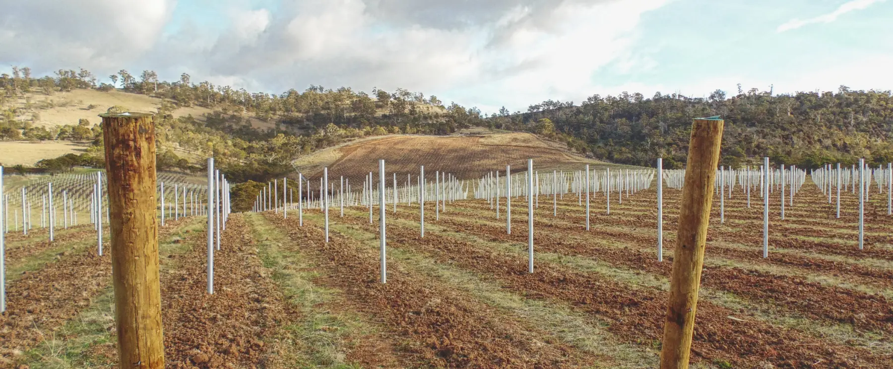 A view over a new vineyard development by Vineyard Solutions Tasmania